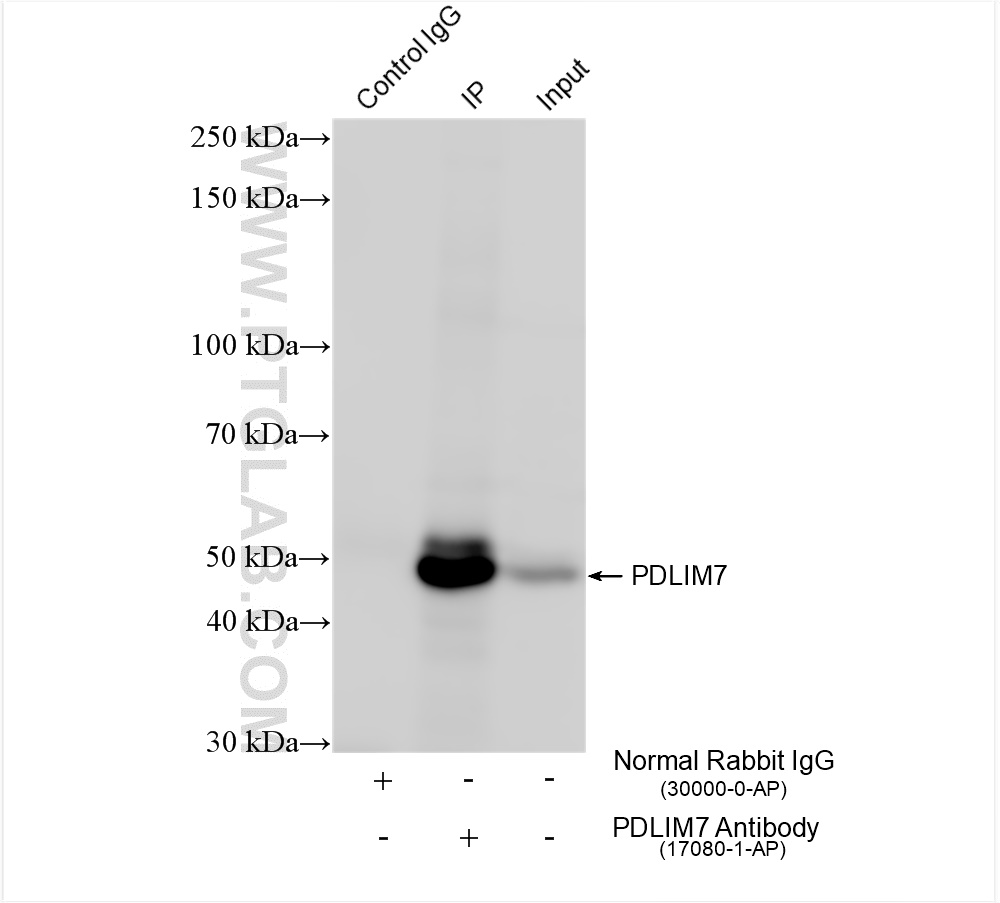 Immunoprecipitation (IP) experiment of HeLa cells using PDLIM7 Polyclonal antibody (17080-1-AP)