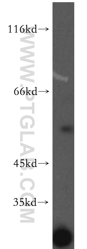 Western Blot (WB) analysis of mouse skeletal muscle tissue using PDP2 Polyclonal antibody (13404-1-AP)