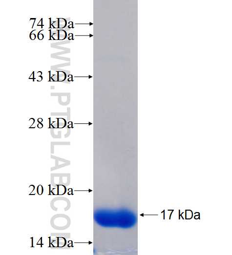 PDZRN3 fusion protein Ag24455 SDS-PAGE