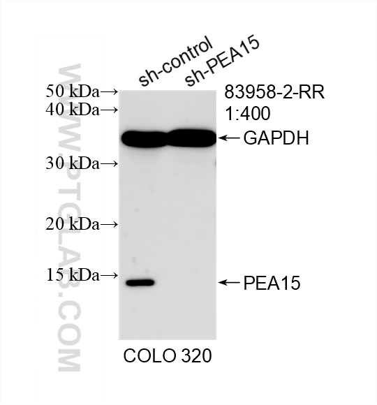 Western Blot (WB) analysis of COLO 320 cells using PEA15 Recombinant antibody (83958-2-RR)