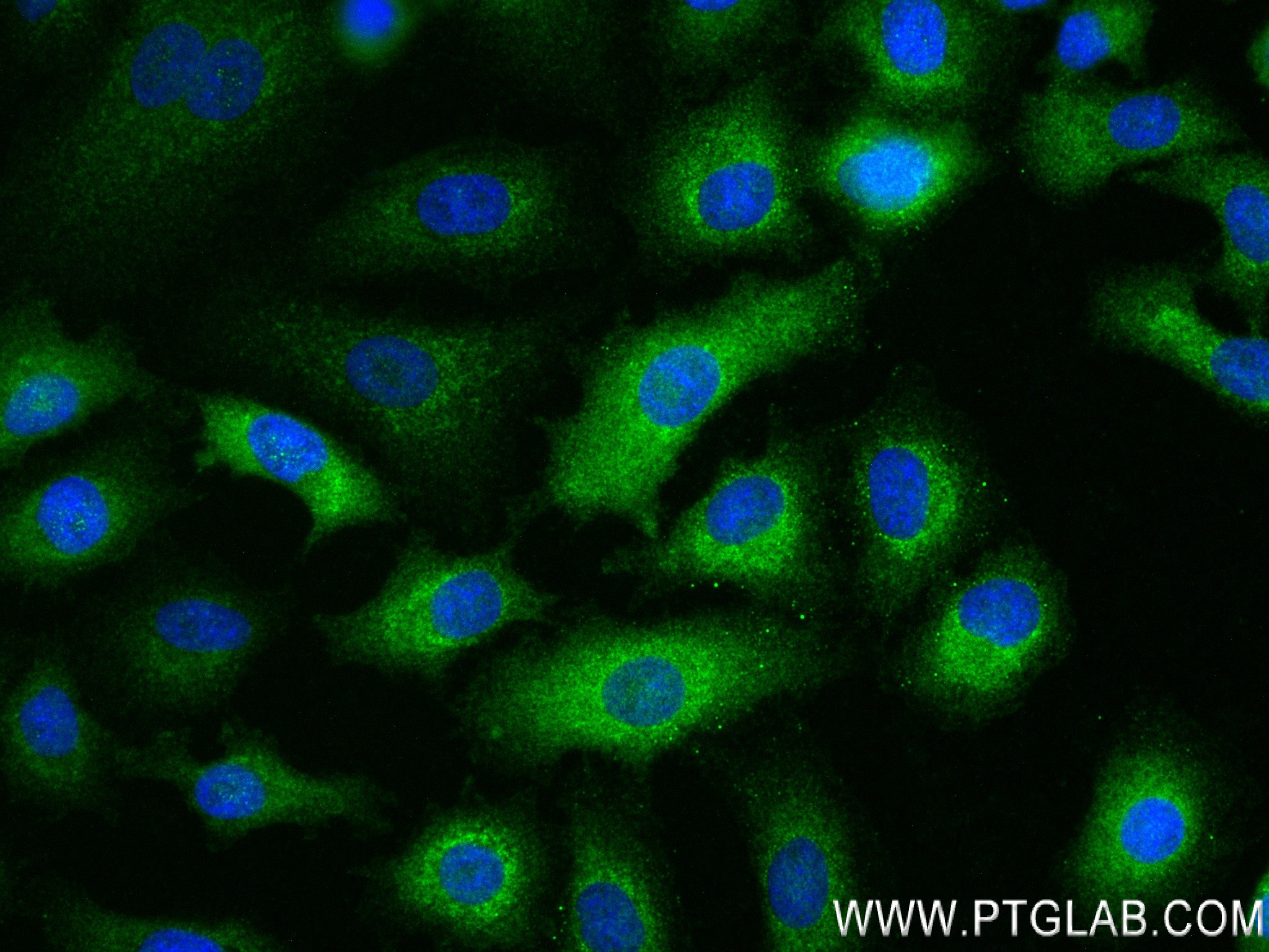 Immunofluorescence (IF) / fluorescent staining of A549 cells using PEBP4 Recombinant antibody (83589-5-RR)