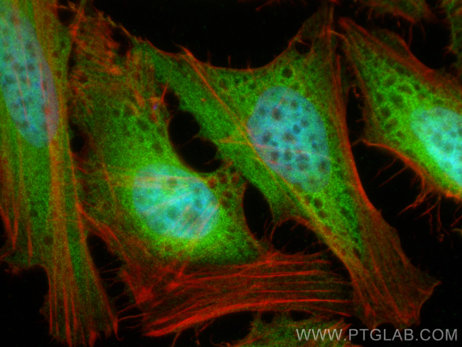 Immunofluorescence (IF) / fluorescent staining of HeLa cells using PEG10 Polyclonal antibody (14412-1-AP)