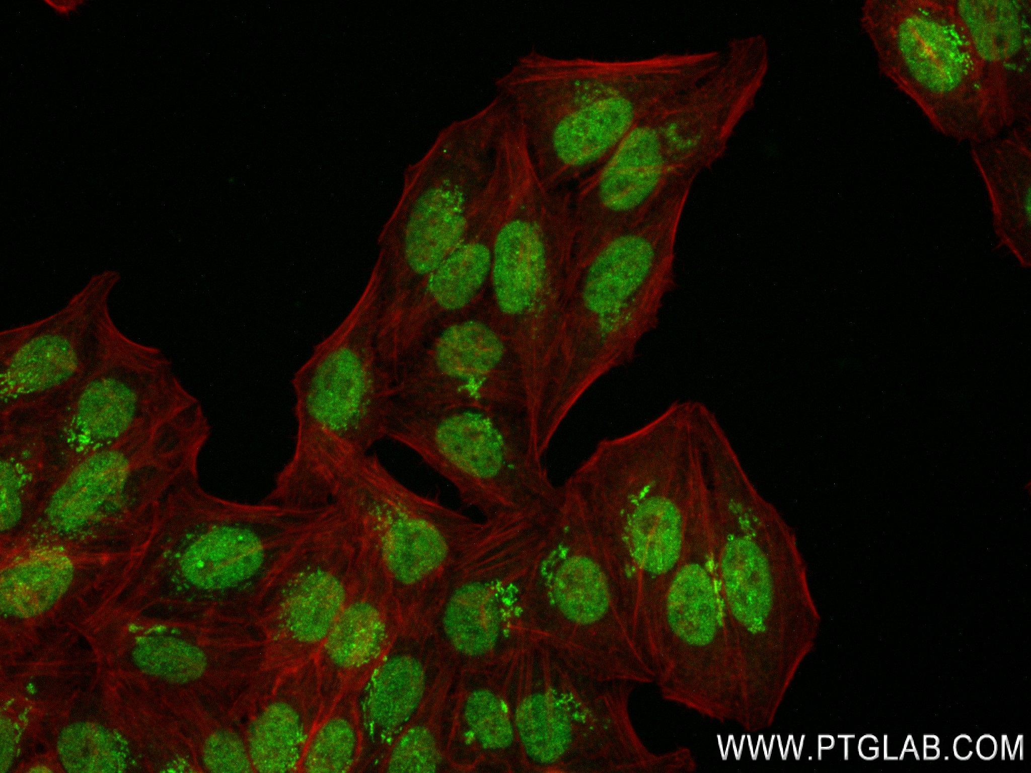 Immunofluorescence (IF) / fluorescent staining of HepG2 cells using PEG3 Recombinant antibody (84030-5-RR)