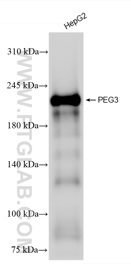 Western Blot (WB) analysis of HepG2 cells using PEG3 Recombinant antibody (84030-5-RR)