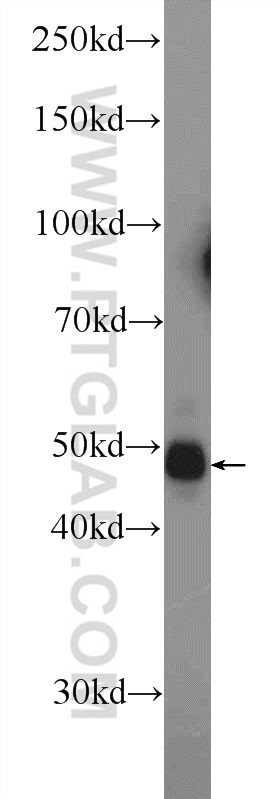 Western Blot (WB) analysis of mouse testis tissue using PELI2 Polyclonal antibody (16097-1-AP)