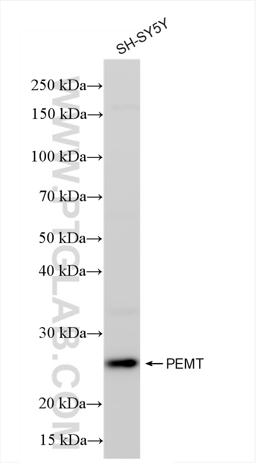 Western Blot (WB) analysis of SH-SY5Y cells using PEMT Recombinant antibody (85099-1-RR)