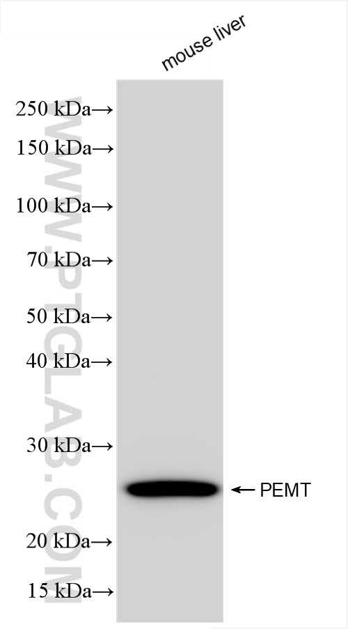 Western Blot (WB) analysis of mouse liver tissue using PEMT Recombinant antibody (85099-1-RR)