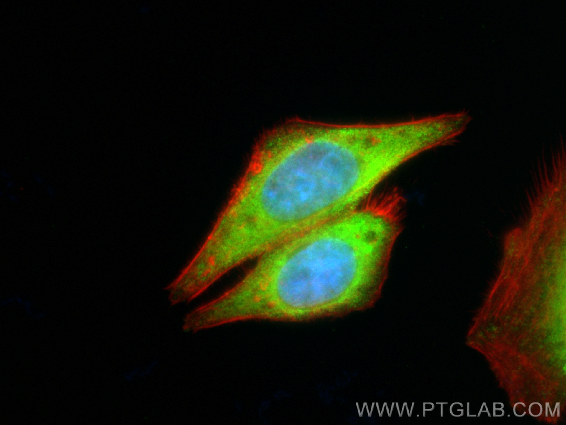 Immunofluorescence (IF) / fluorescent staining of HepG2 cells using CoraLite® Plus 488-conjugated PER2 (isoform 1) Mon (CL488-67513)