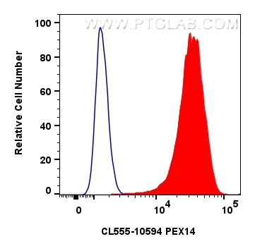 Flow cytometry (FC) experiment of HeLa cells using CoraLite®555-conjugated PEX14 Polyclonal antibody (CL555-10594)