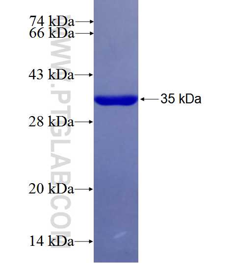 PEX26 fusion protein Ag26552 SDS-PAGE