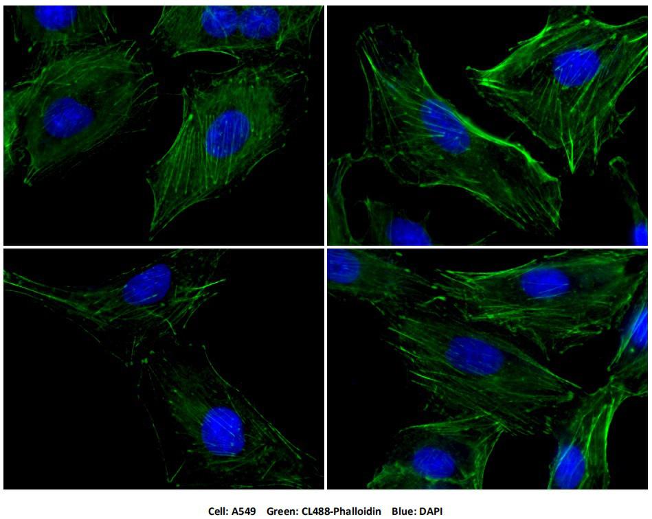 Immunofluorescent analysis of (4% PFA) fixed A549 cells using the CoraLite®488-conjugated Phalloidin antibody, CL488-Phalloidin, at dilution of 1:400. The nuclei were counterstained with DAPI. 