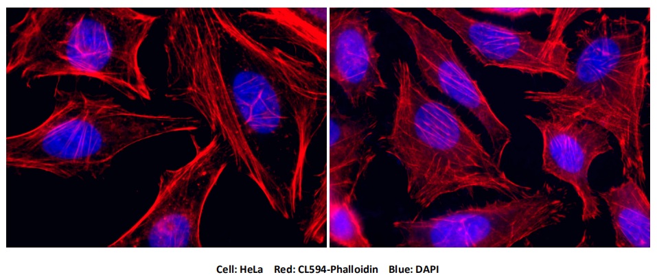 Immunofluorescent analysis of (4% PFA) fixed HeLa cells using the CoraLite®594-conjugated Phalloidin antibody, CL594-Phalloidin, at dilution of 1:400. The nuclei were counterstained with DAPI. 