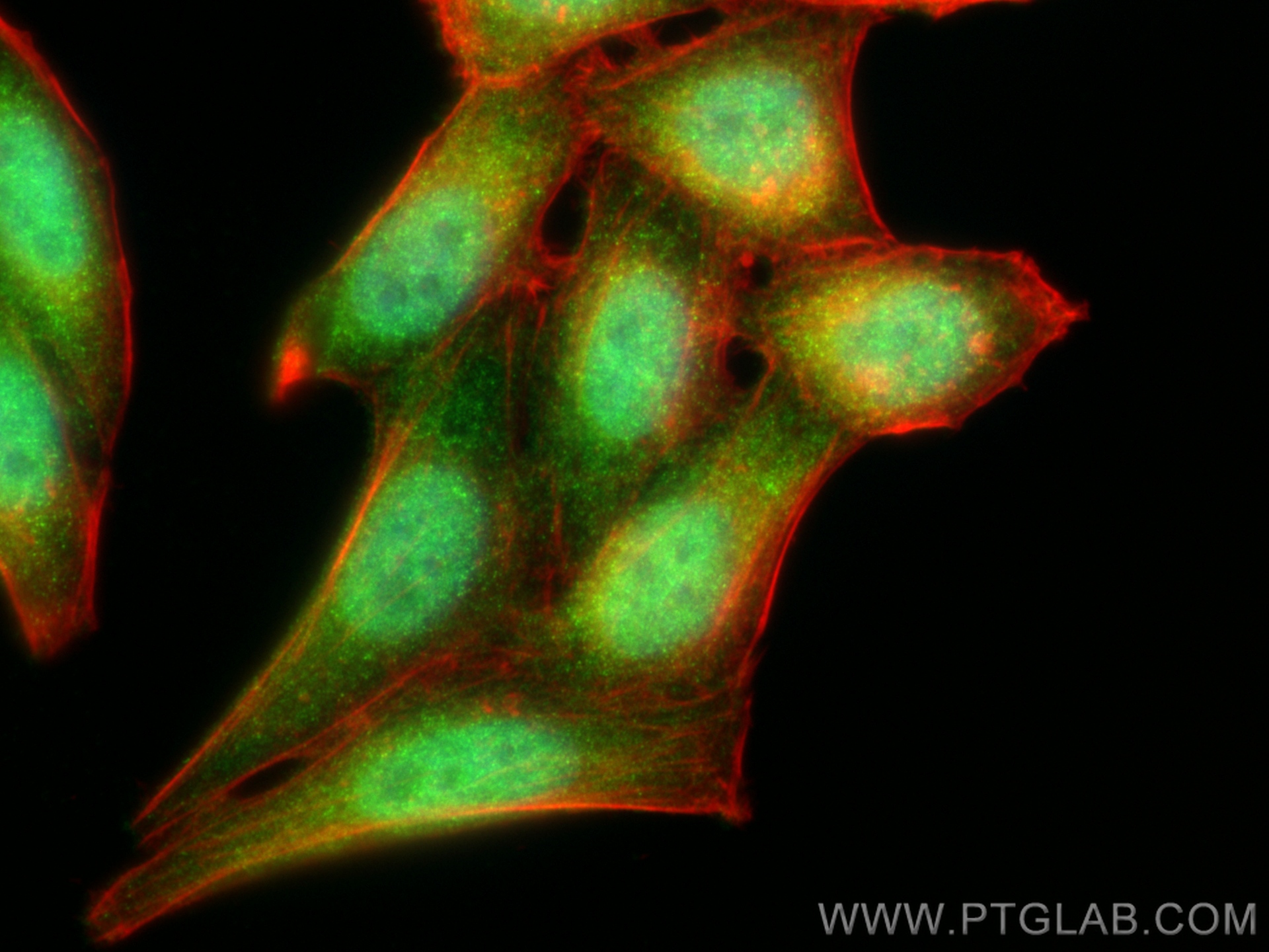 Immunofluorescence (IF) / fluorescent staining of HepG2 cells using PFDN5 Polyclonal antibody (15078-1-AP)