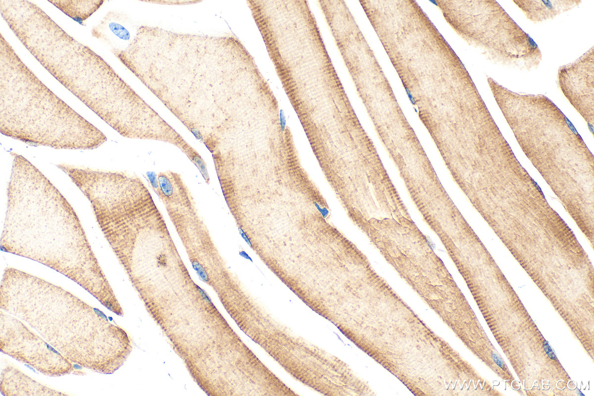 Immunohistochemistry (IHC) staining of mouse skeletal muscle tissue using PFKM Polyclonal antibody (55028-1-AP)