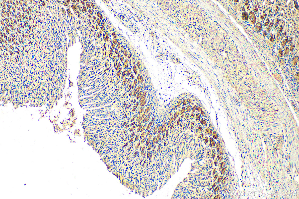 Immunohistochemistry (IHC) staining of mouse stomach tissue using Pepsinogen I Polyclonal antibody (17330-1-AP)