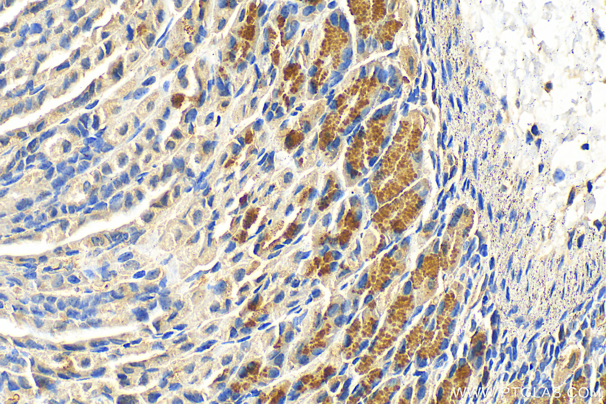 Immunohistochemistry (IHC) staining of mouse stomach tissue using Pepsinogen I Polyclonal antibody (17330-1-AP)