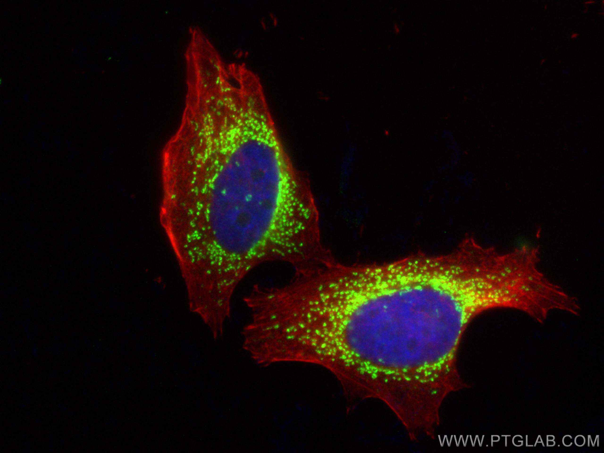 Immunofluorescence (IF) / fluorescent staining of MCF-7 cells using CoraLite® Plus 488-conjugated PGAM5 Polyclonal ant (CL488-28445)
