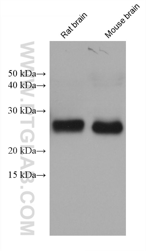 Western Blot (WB) analysis of various lysates using PTGDS Monoclonal antibody (68783-3-Ig)