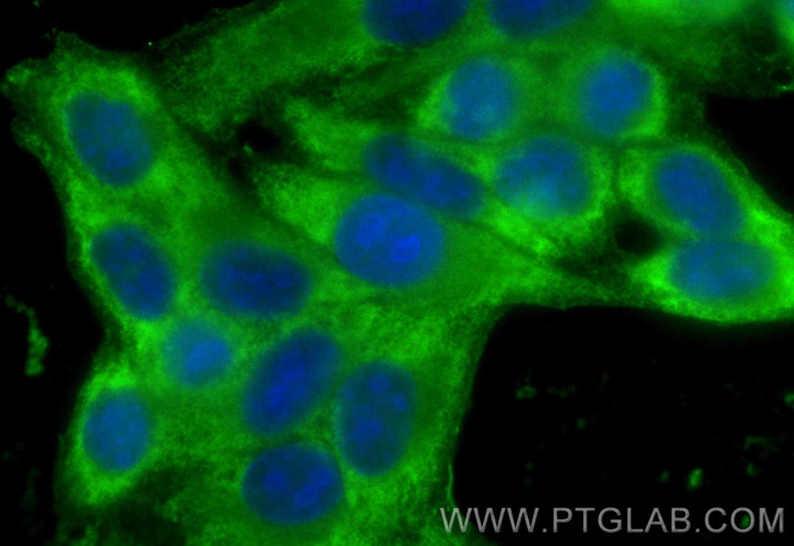 Immunofluorescence (IF) / fluorescent staining of HepG2 cells using PGK1 Monoclonal antibody (68035-1-Ig)