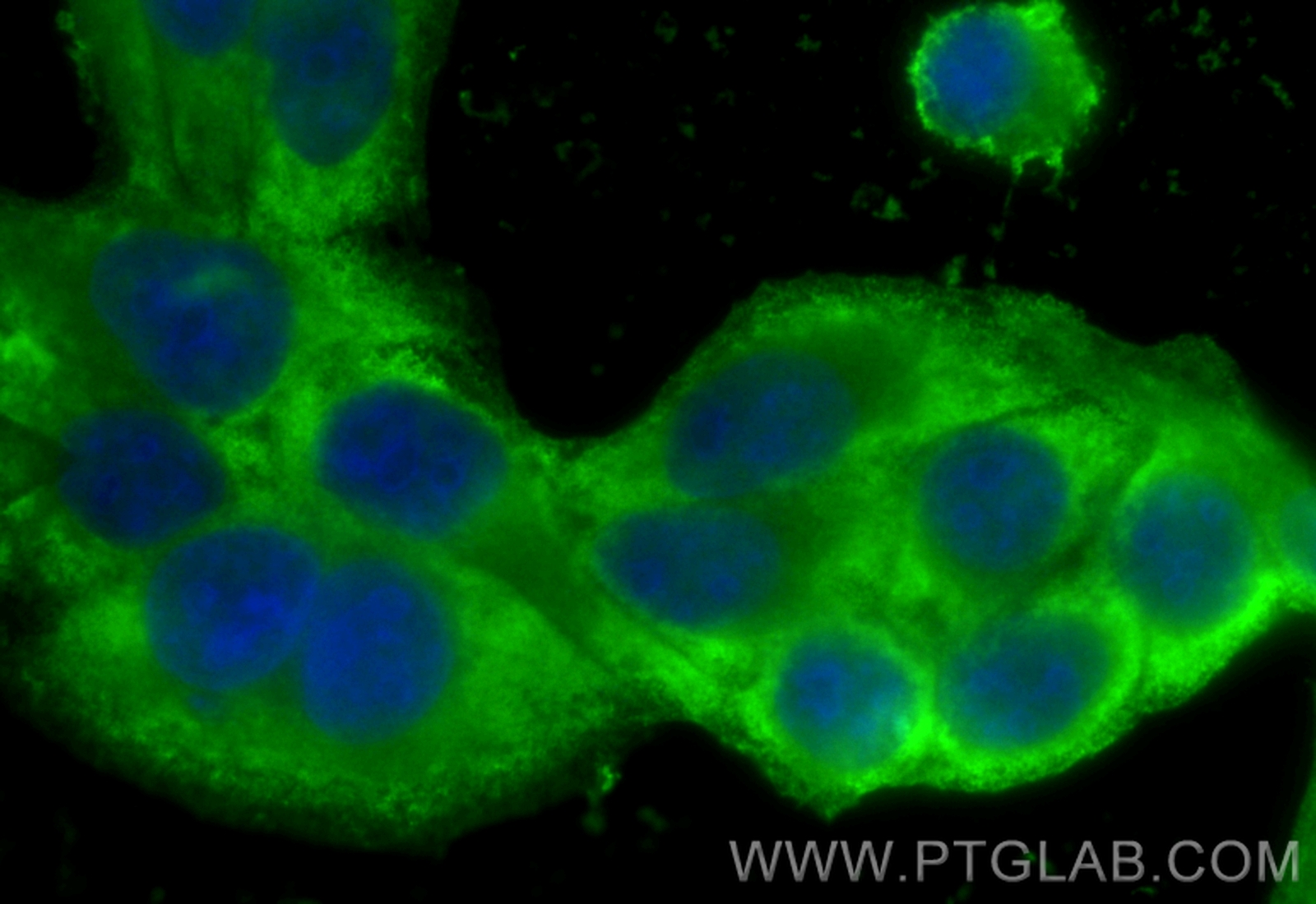 Immunofluorescence (IF) / fluorescent staining of HepG2 cells using CoraLite® Plus 488-conjugated PGK1 Monoclonal anti (CL488-68035)