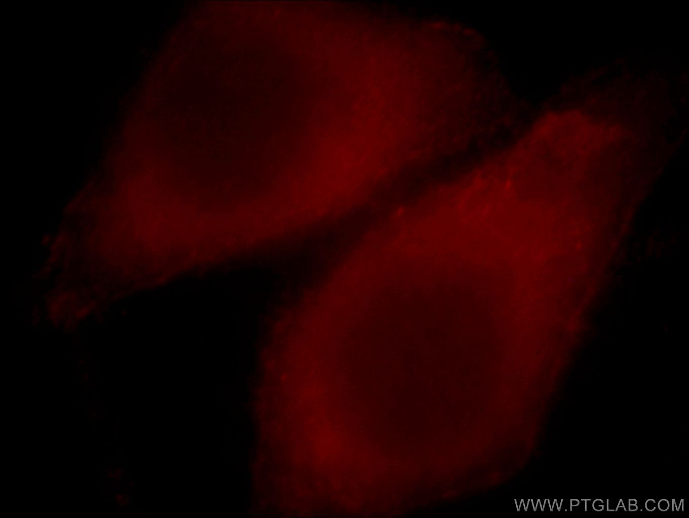 Immunofluorescence (IF) / fluorescent staining of HepG2 cells using PGPEP1 Polyclonal antibody (19566-1-AP)