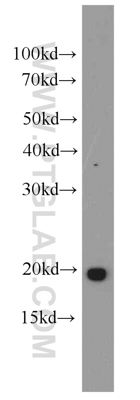 Western Blot (WB) analysis of human brain tissue using PGPEP1 Polyclonal antibody (19566-1-AP)