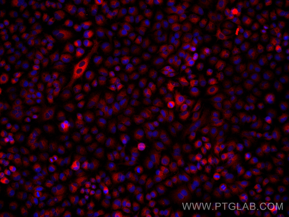 Immunofluorescence (IF) / fluorescent staining of A549 cells using PGRMC1 Monoclonal antibody (66372-1-Ig)