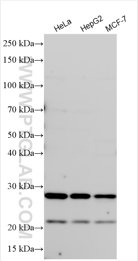 Western Blot (WB) analysis of various lysates using PGRMC2 Polyclonal antibody (24575-1-AP)