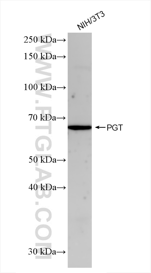 Western Blot (WB) analysis of NIH/3T3 cells using PGT Recombinant antibody (83302-1-RR)