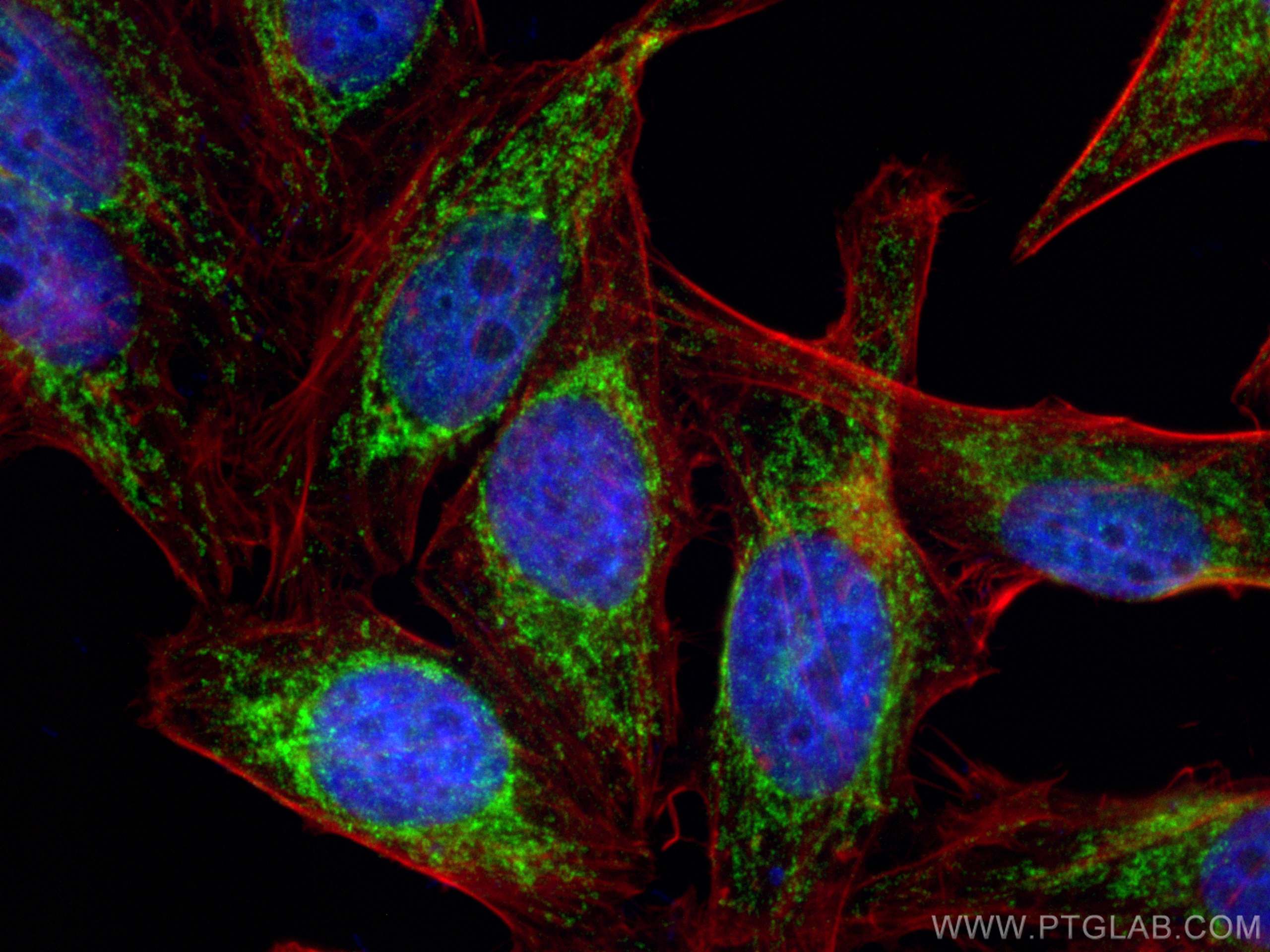 Immunofluorescence (IF) / fluorescent staining of HepG2 cells using Prohibitin 2 Polyclonal antibody (12295-1-AP)