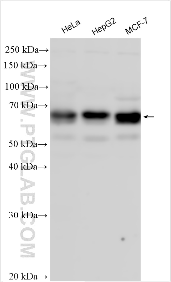 Western Blot (WB) analysis of various lysates using PHF23 Polyclonal antibody (25862-1-AP)