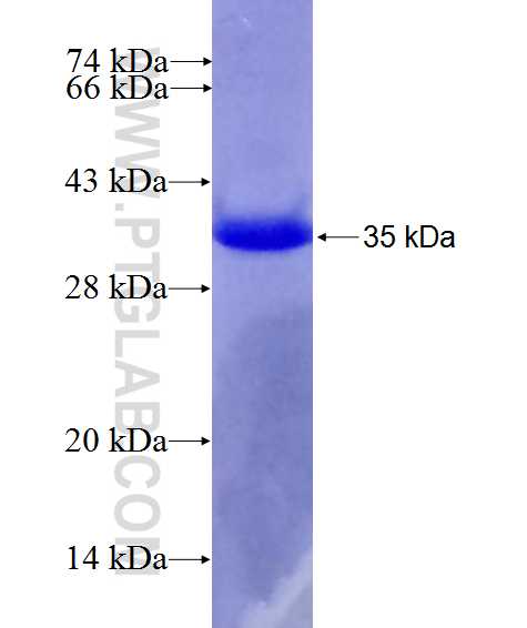 PHF24 fusion protein Ag27505 SDS-PAGE