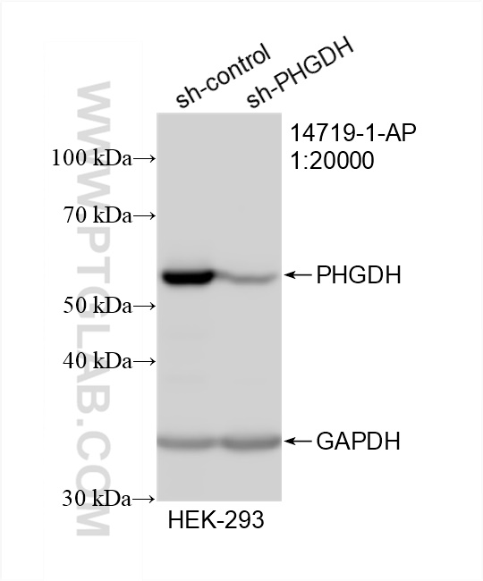 Western Blot (WB) analysis of HEK-293 cells using PHGDH Polyclonal antibody (14719-1-AP)