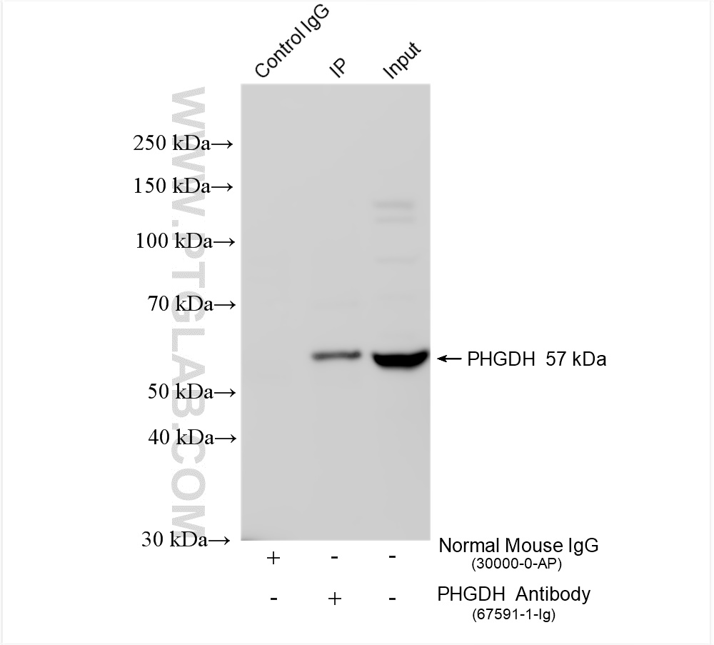 Immunoprecipitation (IP) experiment of HeLa cells using PHGDH Monoclonal antibody (67591-1-Ig)