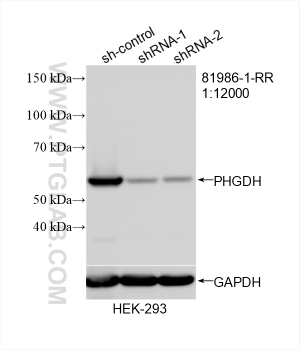 Western Blot (WB) analysis of HEK-293 cells using PHGDH Recombinant antibody (81986-1-RR)