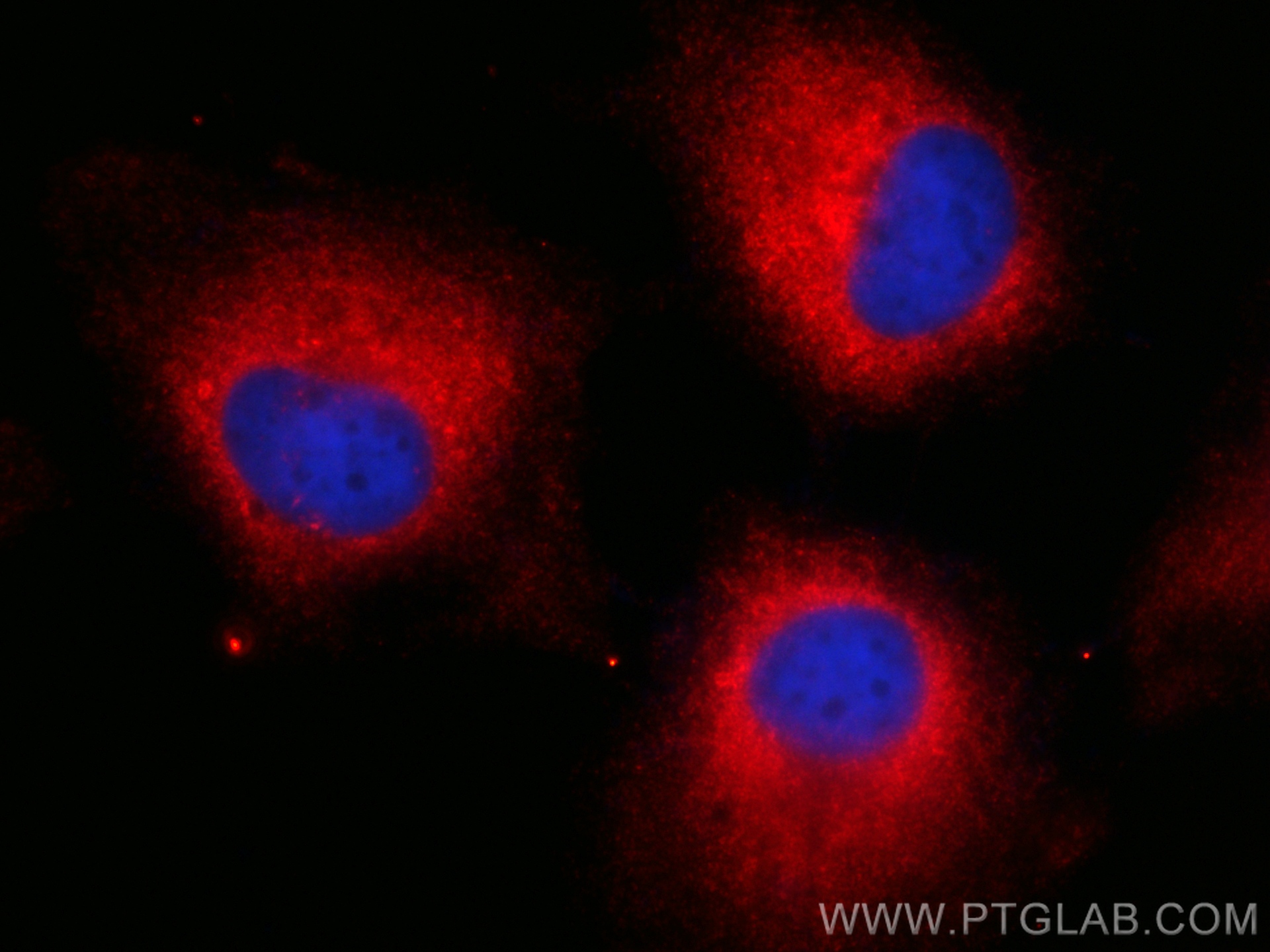 Immunofluorescence (IF) / fluorescent staining of HeLa cells using CoraLite®594-conjugated PHGDH Monoclonal antibody (CL594-67591)