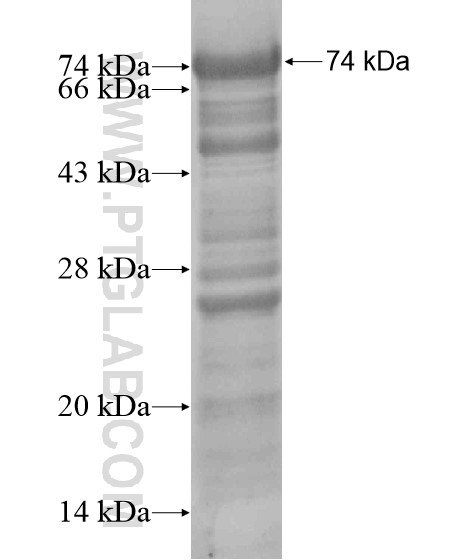 PHRF1 fusion protein Ag20048 SDS-PAGE