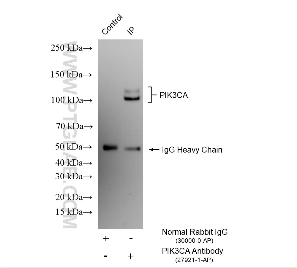 Immunoprecipitation (IP) experiment of mouse brain tissue using PI3 Kinase p110 Alpha Polyclonal antibody (27921-1-AP)