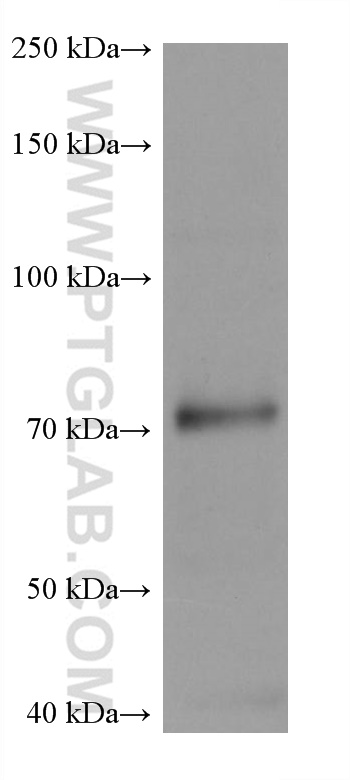 Western Blot (WB) analysis of THP-1 cells using PIAS1 Monoclonal antibody (60498-1-Ig)