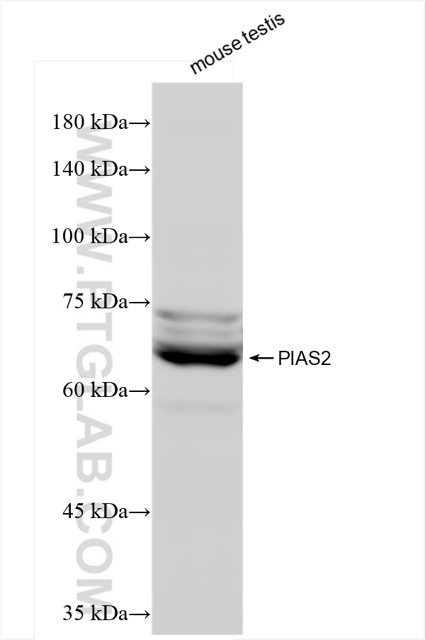 PIAS2