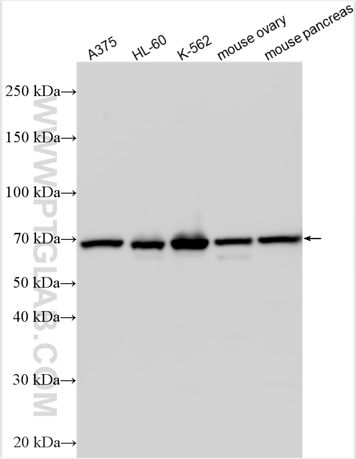 Western Blot (WB) analysis of various lysates using PIAS4 Polyclonal antibody (14242-1-AP)