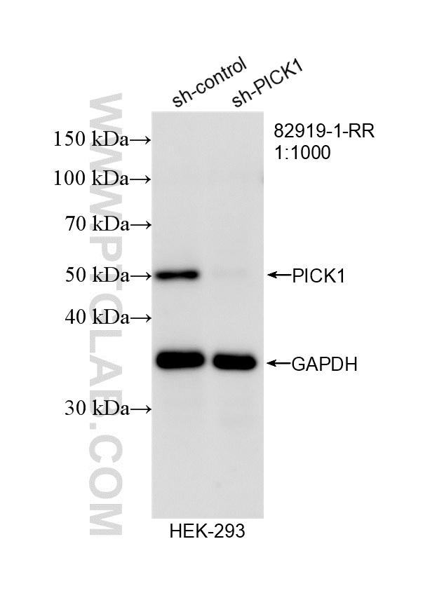 Western Blot (WB) analysis of HEK-293 cells using PICK1 Recombinant antibody (82919-1-RR)