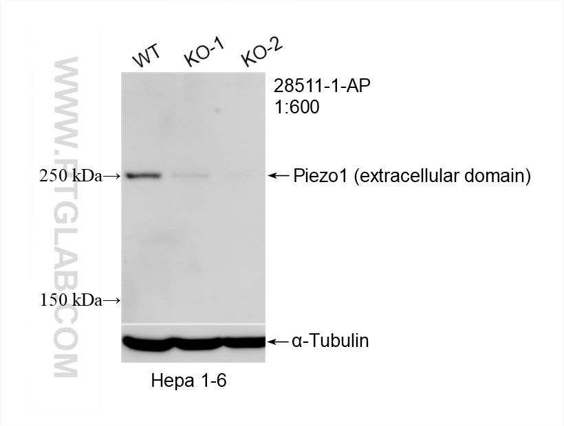 Western Blot (WB) analysis of Hepa1-6 cells using Piezo1 (extracellular domain) Polyclonal antibody (28511-1-AP)