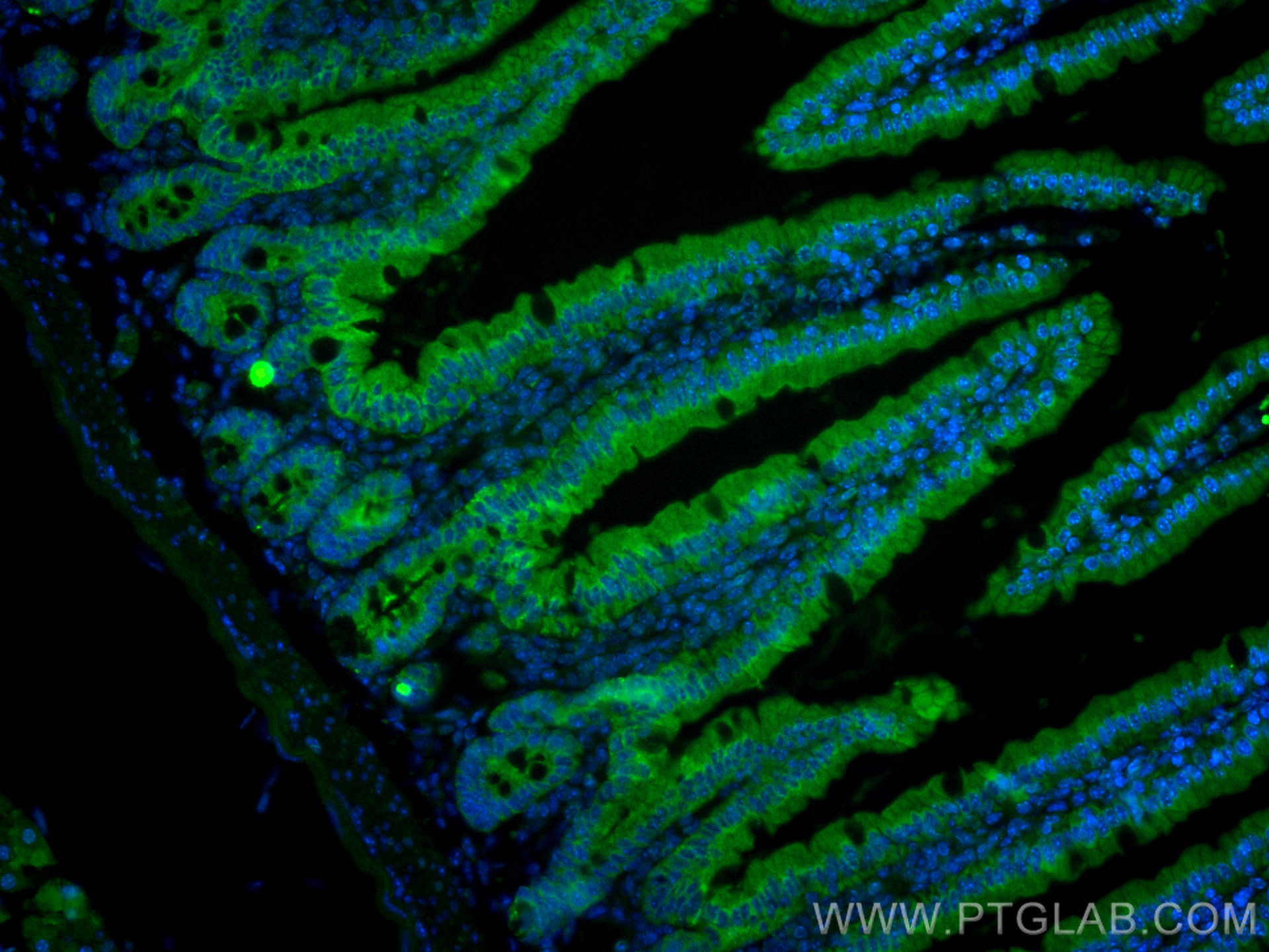 Immunofluorescence (IF) / fluorescent staining of mouse small intestine tissue using CoraLite® Plus 488-conjugated PIGR Polyclonal anti (CL488-22024)