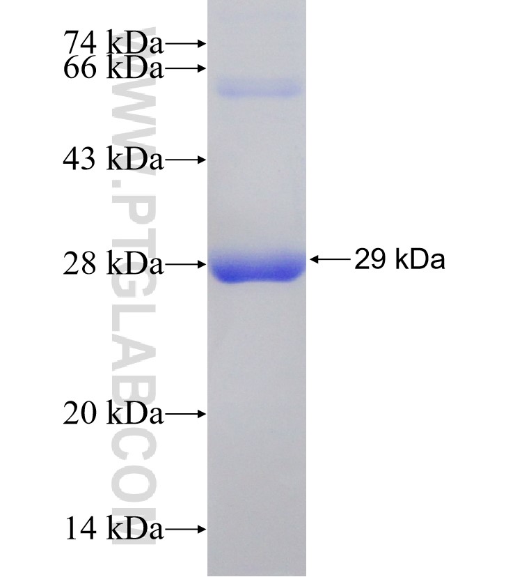 PIK3CB fusion protein Ag31056 SDS-PAGE