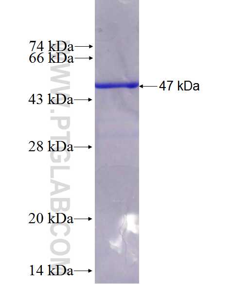 PIK3CD fusion protein Ag26988 SDS-PAGE