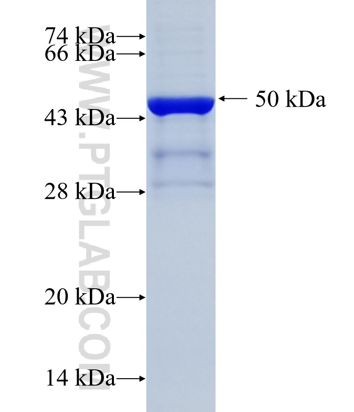 PIK3CG fusion protein Ag34951 SDS-PAGE