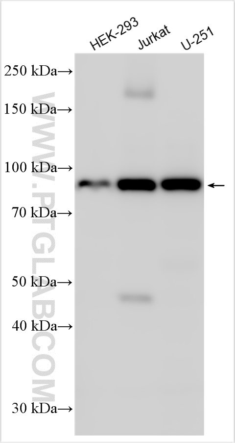 Western Blot (WB) analysis of various lysates using PI3 Kinase p85 Alpha Monoclonal antibody (60225-1-Ig)