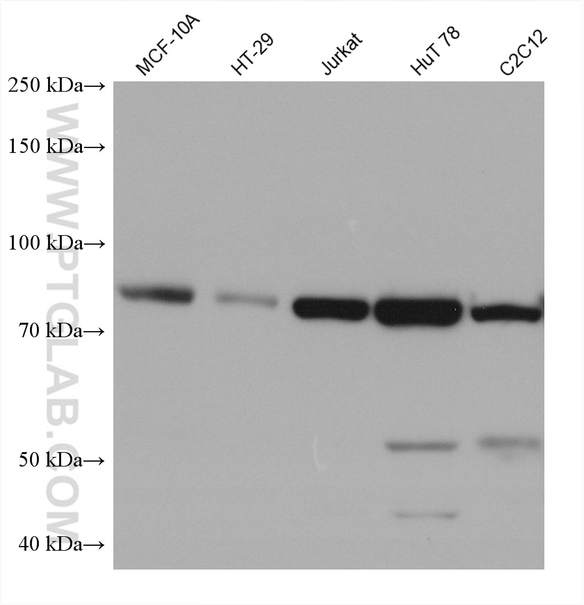 Western Blot (WB) analysis of various lysates using PI3 Kinase p85 Alpha Monoclonal antibody (60225-1-Ig)