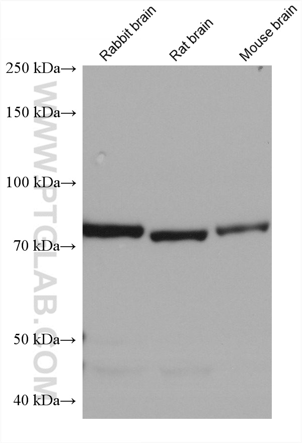 Western Blot (WB) analysis of various lysates using PI3 Kinase p85 Alpha Monoclonal antibody (60225-1-Ig)